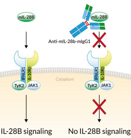 Neutralizing monoclonal antibody against murine IL-28B