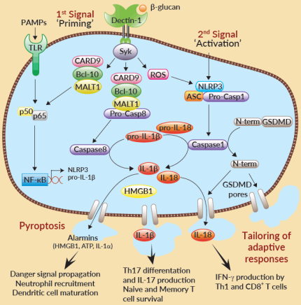 Inflammasomes pathway