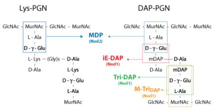 Shematic structure of Lys-PGN