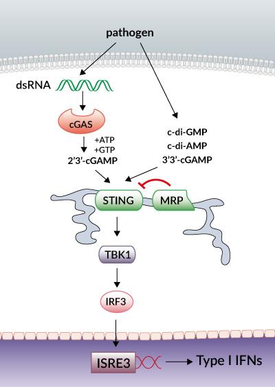 STING pathway