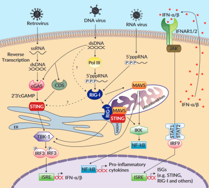 RIG-I pathway