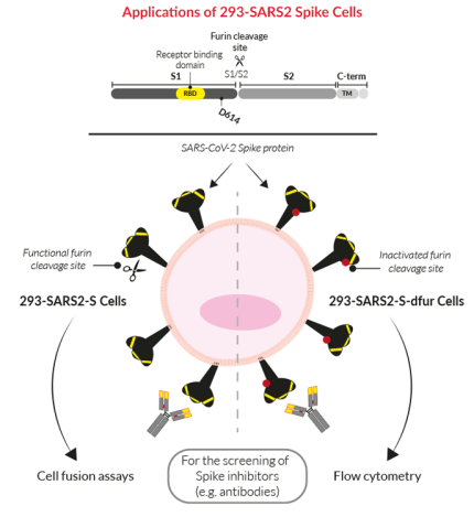 Studying Spike-binding inhibition with InvivoGen's 293-SARS2 Spike Cells