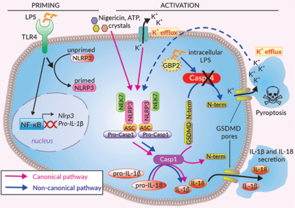 Inflammasome activation in THP1-KO-CASP4 cells Inflammasome activation in THP1-KO-CASP4 cells
