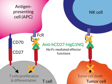 Anti-hCD27-hIgG1NQ induces no ADCC in cancer cells Anti-hCD27-hIgG1NQ induces no ADCC in cancer cells