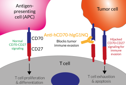 Anti-hCD70 mAb functions in cancer Anti-hCD70 mAb functions in cancer