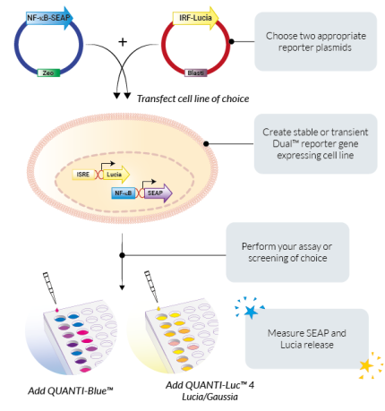 Create your own Dual™ cell line in three simple steps