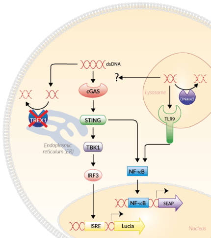 Signaling pathways in THP1-Dual™ KO-TREX1 Cells