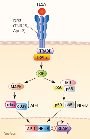 Signaling pathway in HEK-Blue™ TL1A cells