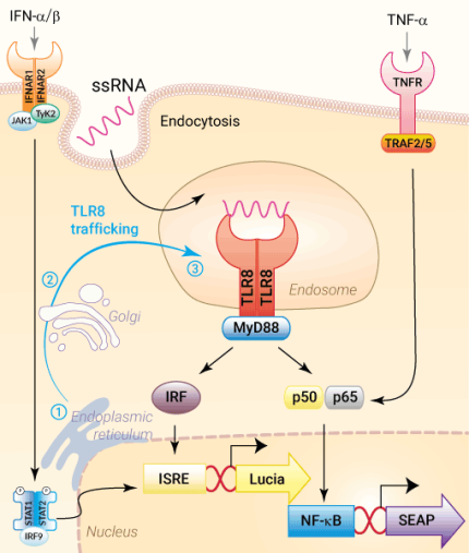 Signaling pathways in HEK-Dual™ hTLR8 reporter cells.