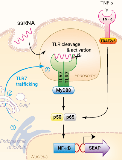 Signaling pathways in HEK-Blue mTLR7 reporter cells