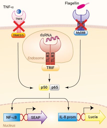 Signaling pathways in HEK-Blue-Lucia™ hTLR3 cells