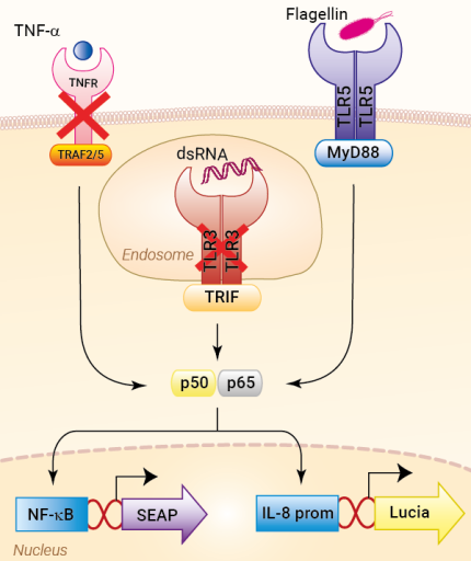 Signaling pathways in HEK-Blue-Lucia™ hTLR5 cells