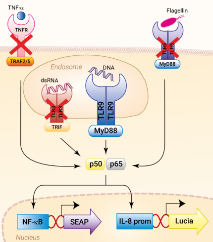 Signaling pathways in HEK-Blue-Lucia™ hTLR9 cells