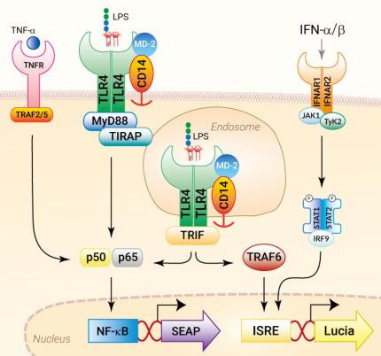 TLR4 signaling pathways in HEK-Dual™ hTLR4 reporter cells TLR4 signaling pathways in HEK-Dual™ hTLR4 reporter cells