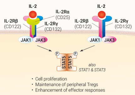 IL-2 signaling and biological functions
