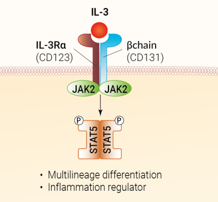 IL-3 signaling and biological functions
