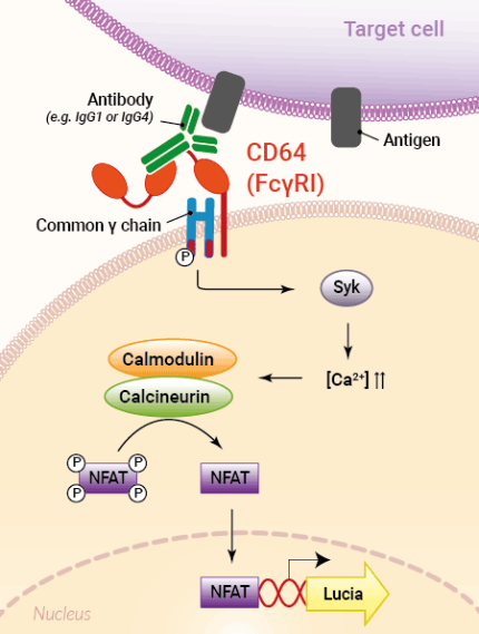 ADCP signaling pathway in Jurkat-Lucia™ NFAT-CD64 Cells