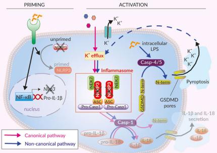 Canonical and non-canonical activation of NLRP3