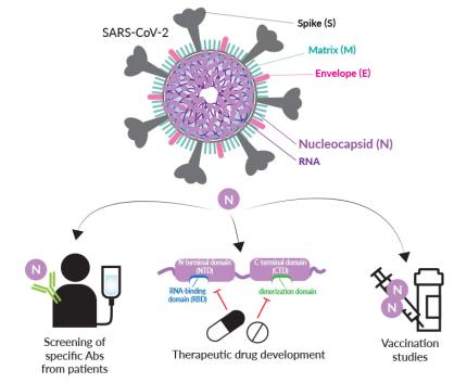 Potential applications of soluble tagged Nucleocapsid proteins Potential applications of soluble tagged Nucleocapsid proteins