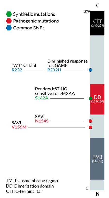 Human STING genetic variants: functional effect or disease association