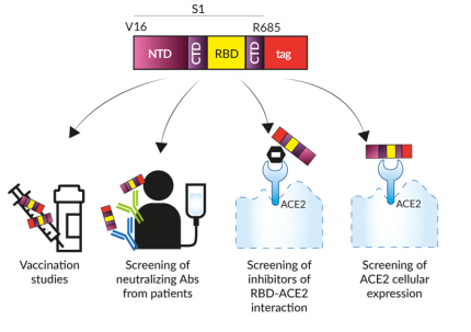 Potential applications of soluble tagged Spike S1 proteins
