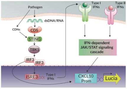THP1-Blue™ KI-IP10 pathway