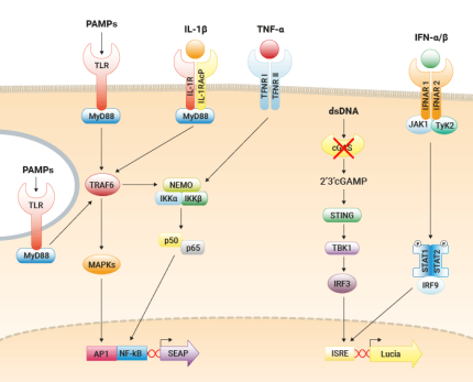 THP1-Dual KO-cGAS pathway