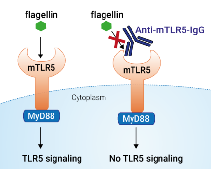 Neutralizing activity of Anti-mTLR5-IgG