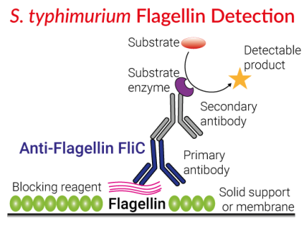 S. typhimurium Flagellin Detection with Anti-Flagellin FliC S. typhimurium Flagellin Detection with Anti-Flagellin FliC