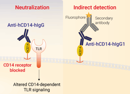 Neutralizing monoclonal antibody against human CD-14