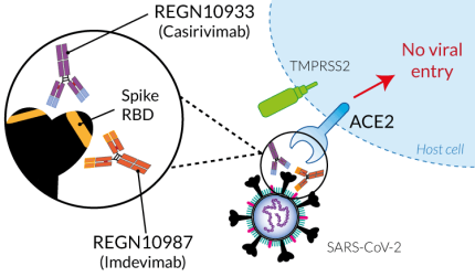 SARS-CoV-2 specific neutralization by Casirivimab & Imdevimab
