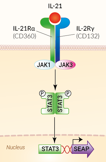Signaling pathway in HEK-Blue™ IL-21 cells