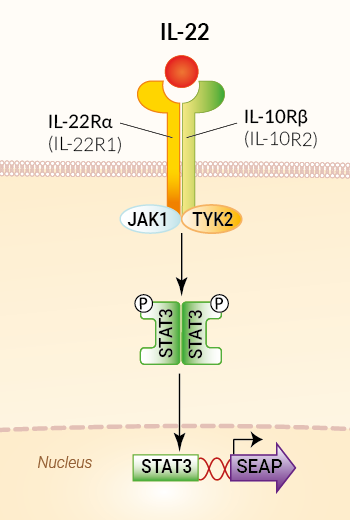 Signaling pathway in HEK-Blue™ IL-22 cells