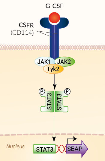 Signaling pathway in HEK-Blue™ G-CSF cells
