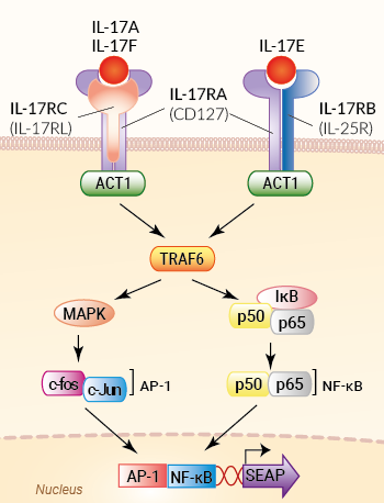 Signaling pathway in HEK-Blue™ IL-17 cells