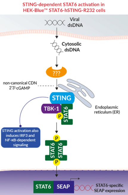 STING-dependent STAT6 activation in HEK-Blue™ STAT6-hSTING-R232 cells
