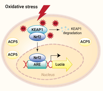 Oxidative stress signaling pathway in HEK-Lucia-Star™ ARE reporter cells.
