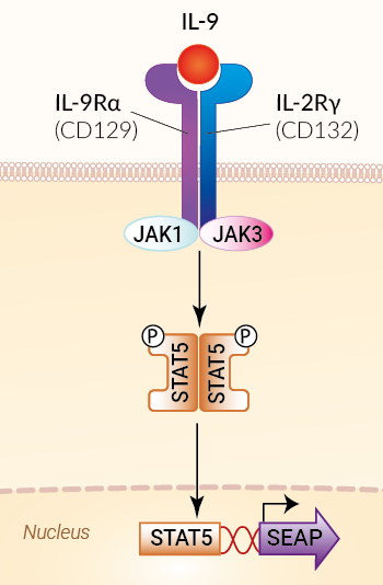 Signaling pathway in HEK-Blue™ IL-9 cells