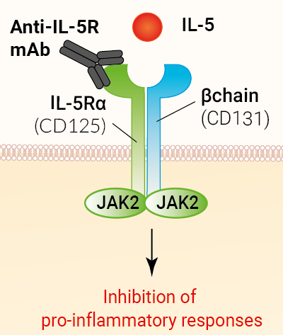 Binding of Anti-hIL-5R Benralizumab