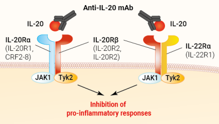Binding of anti-hIL-20 Fletikumab