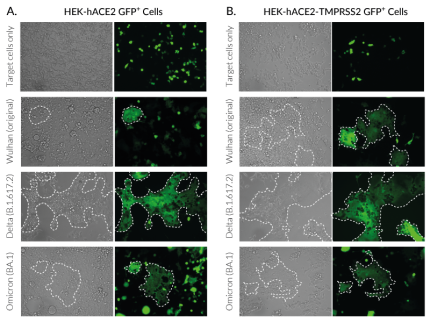 Spike-mediated cell fusion assessed by fluorescence microscopy