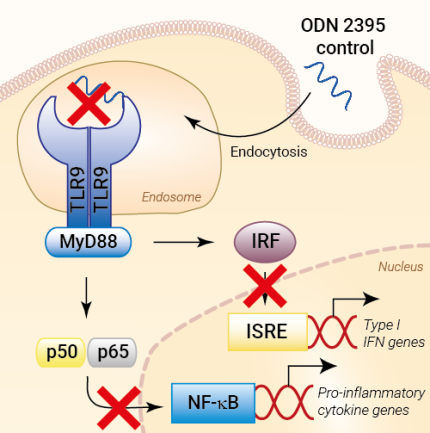 No TLR9 activation with ODN 2395 Control
