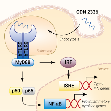 TLR9 activation with ODN 2336 TLR9 activation with ODN 2336