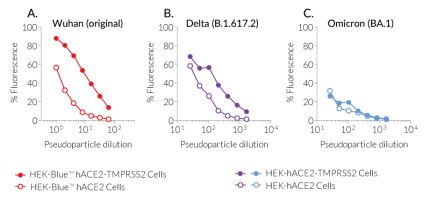 Infection of HEK cells expressing SARS-CoV-2 receptors by Spike-pseudotyped lentiviral particles