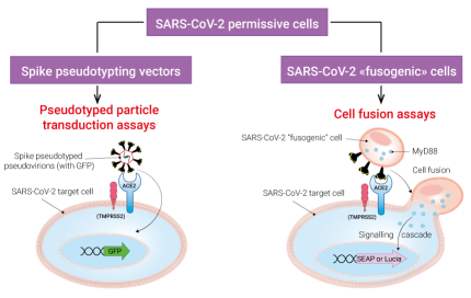 Spike-mediated cellular infection