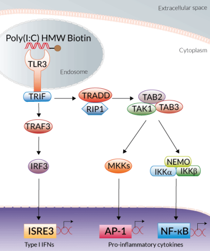 TLR3 activation by Poly(I:C) Biotin