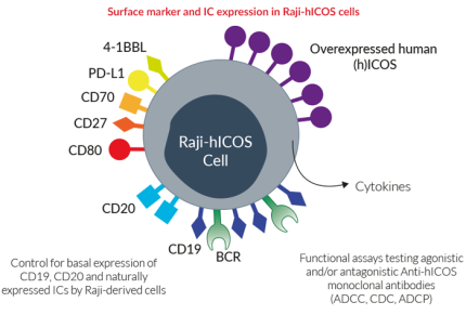 Surface expressed markers and ICs in Raji-hICOS cells