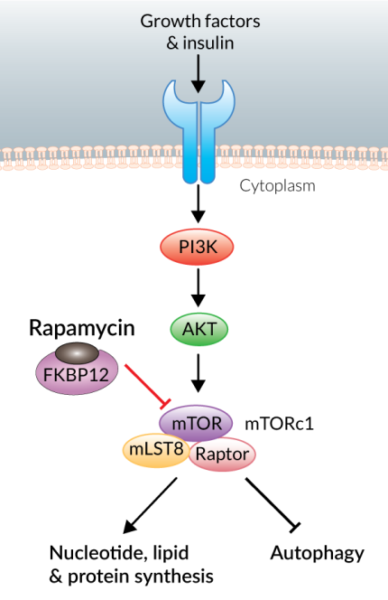 mTOR inhibition by Rapamycin