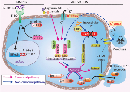Inflammasome signaling in RAW-ASC KO-CASP11 cells