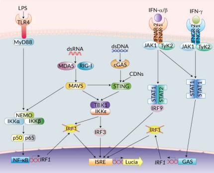 PRR signaling in RAW-Lucia™ ISG KO-IRF1 cells PRR signaling in RAW-Lucia™ ISG KO-IRF1 cells